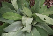 Borago Officianalis