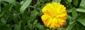 Calendula Officinalis