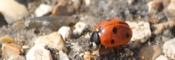 Coccinella Septempunctata