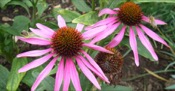 Echinacea Purpurea