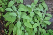 Salvia Officinalis