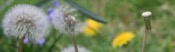 Taraxacum