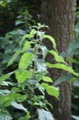 Urtica Urens