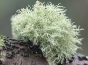 Usnea Barbata